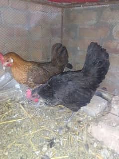 Egg Laying Hens