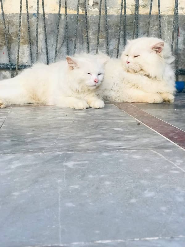 Persian Cat pair for sale 1