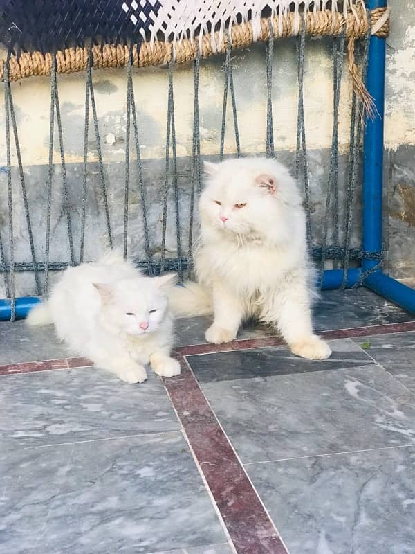 Persian Cat pair for sale 0