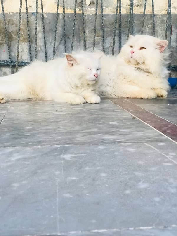 Persian Cat pair for sale 2