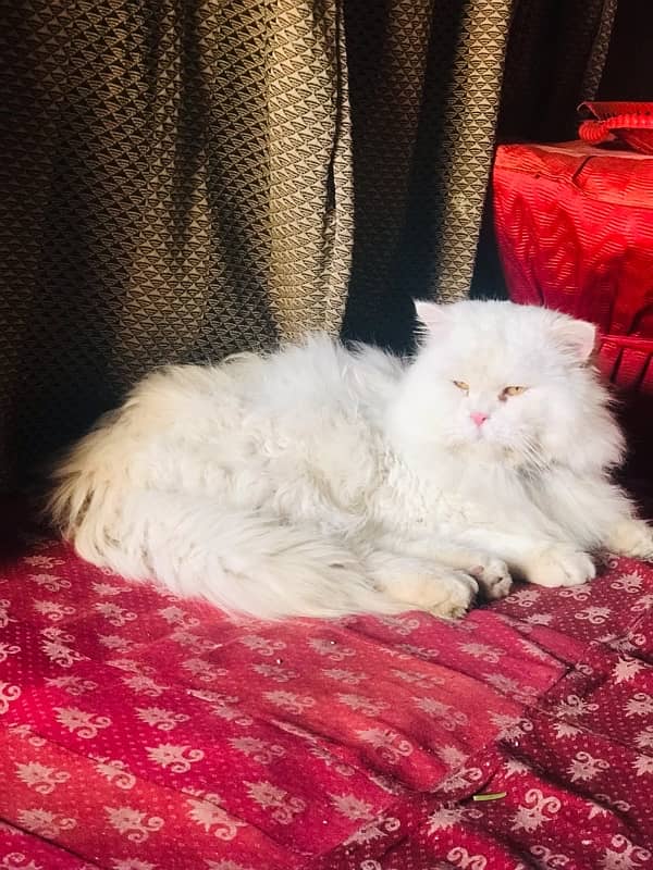 Persian Cat pair for sale 3