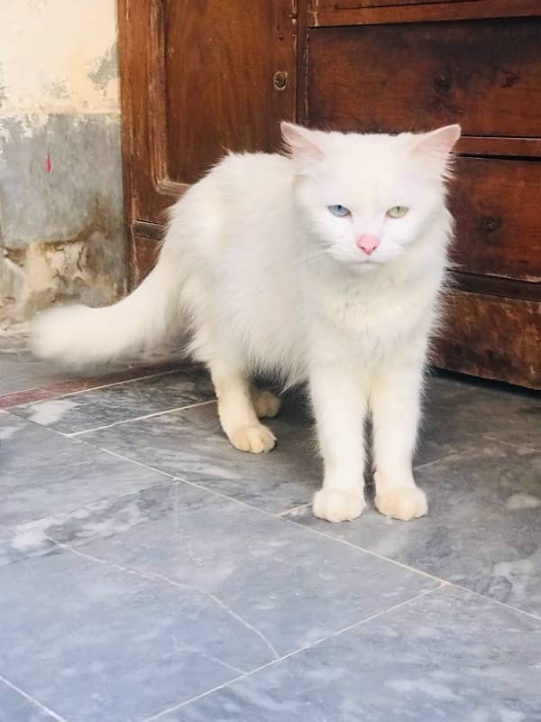 Persian Cat pair for sale 7