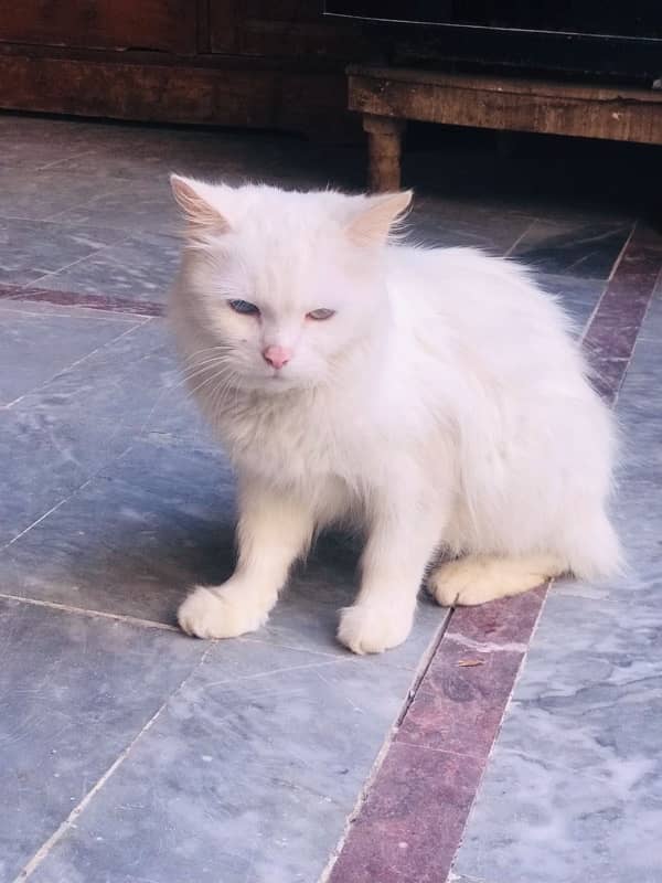 Persian Cat pair for sale 8