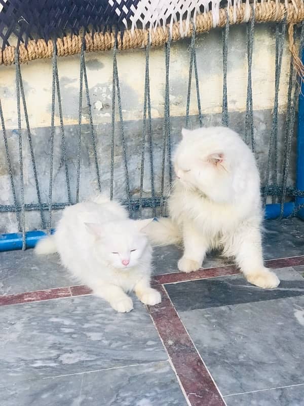 Persian Cat pair for sale 10