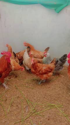 eggs laying golden Misri female and male