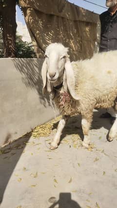 Cheap Sasta Prince Sheep Available RIGHT NOW!