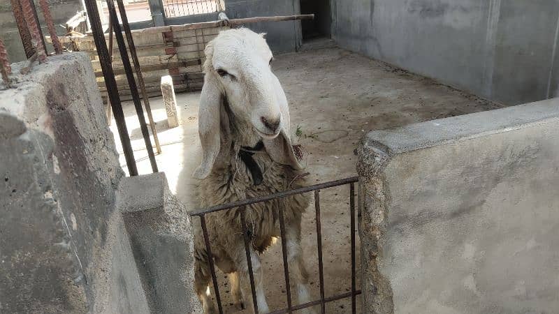 Cheap Sasta Prince Sheep Available RIGHT NOW! 0