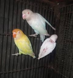 creamino albino redeaye braider paire wid 1self chick