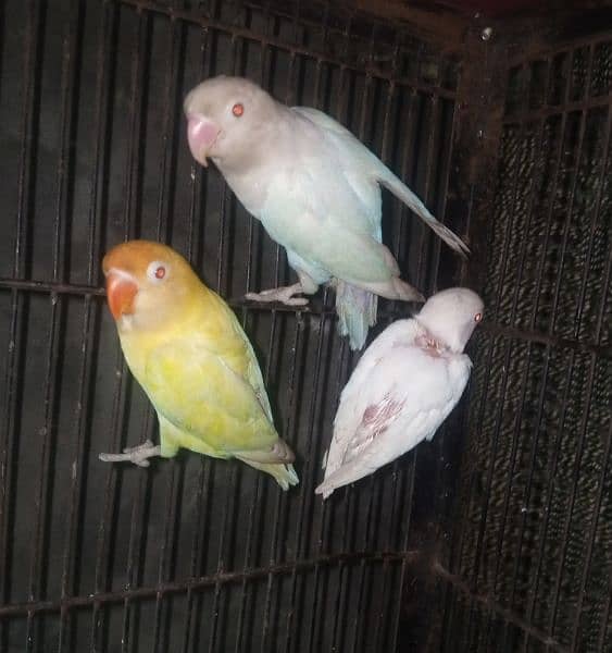 creamino albino redeaye braider paire wid 1self chick 0