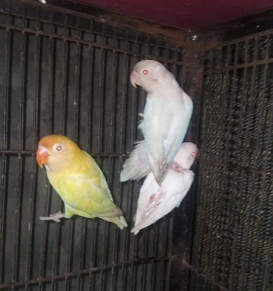 creamino albino redeaye braider paire wid 1self chick 1