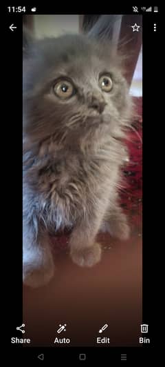 Grey eyes Persian grey cat 2 months old