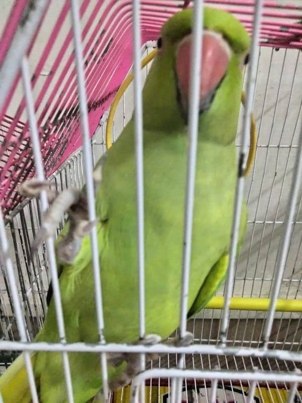 female ringneck talking 20 months semi tame 0