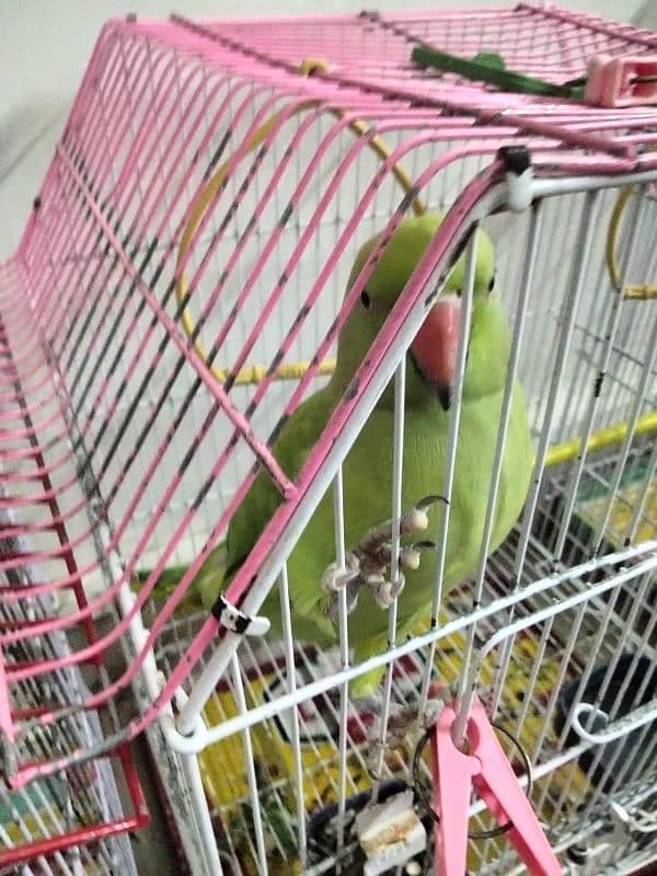 female ringneck talking 20 months semi tame 1