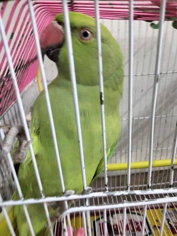 female ringneck talking 20 months semi tame 2