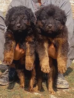 German Shepherd puppies for sale