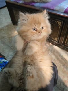 Persian cat