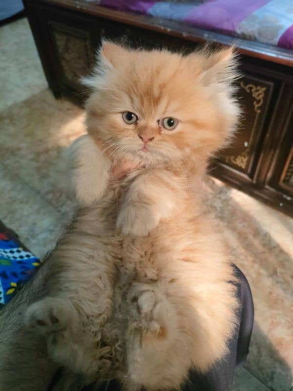 Persian cat 1