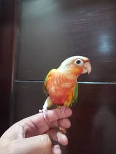 pinapple conure parrot