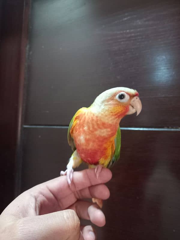 pinapple conure parrot 0