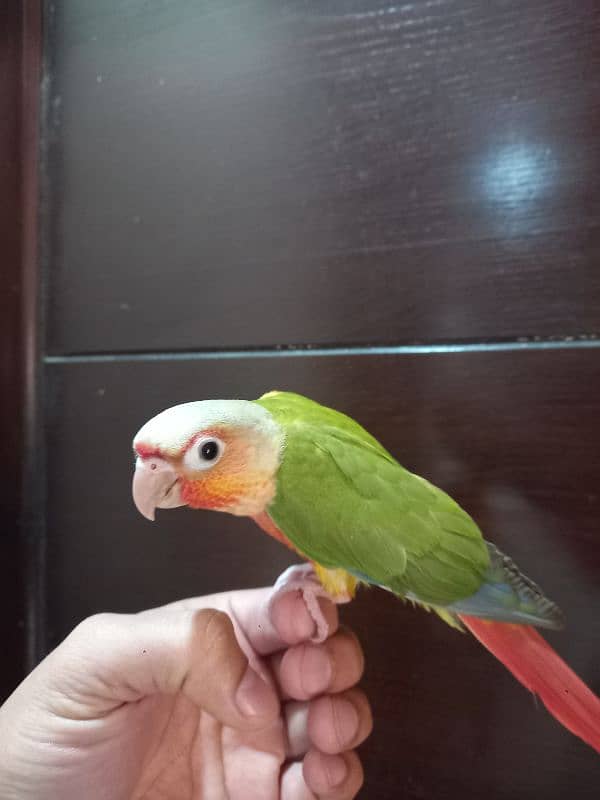 pinapple conure parrot 1