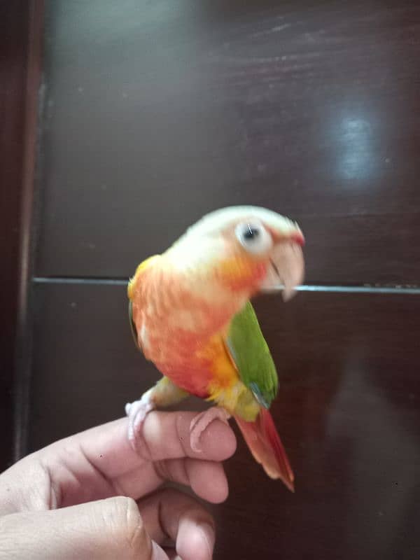 pinapple conure parrot 2