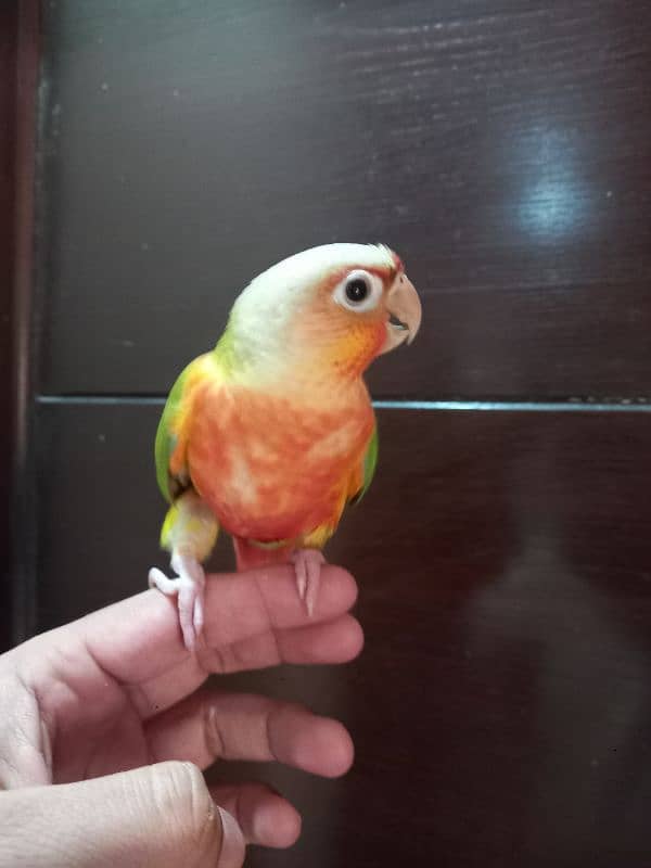 pinapple conure parrot 3