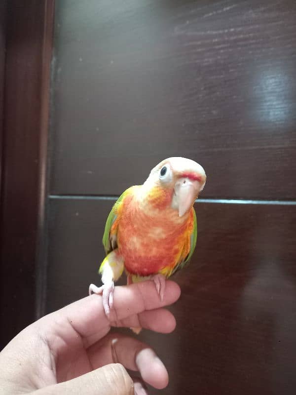 pinapple conure parrot 4