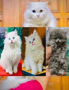 Persian Punch face triple coat cat Kitten