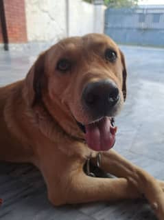 Labrador