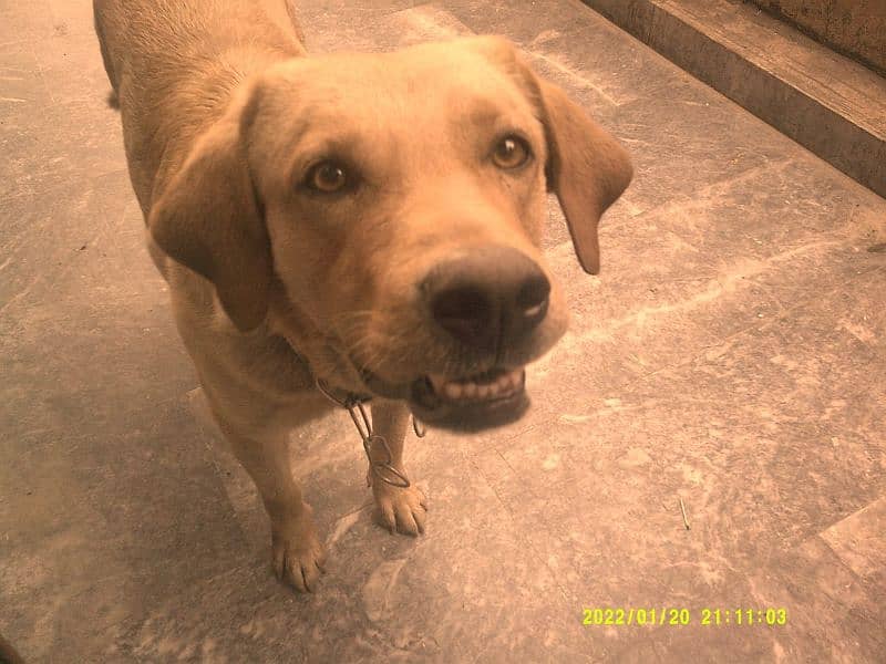 Labrador breed for sale 2