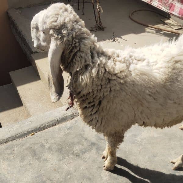 Cheap Sasta Prince Sheep Available RIGHT NOW! 1