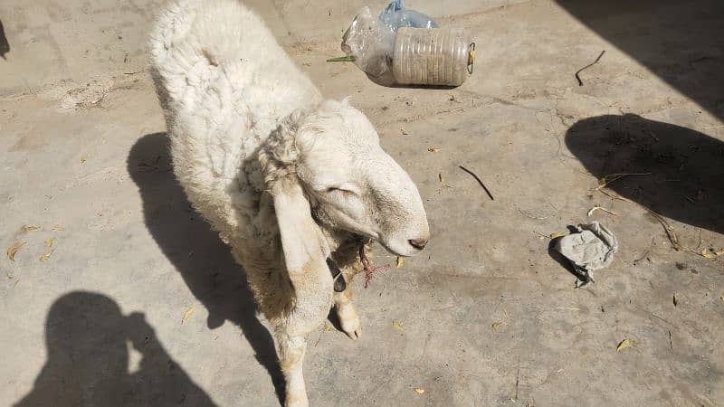 Cheap Sasta Prince Sheep Available RIGHT NOW! 2