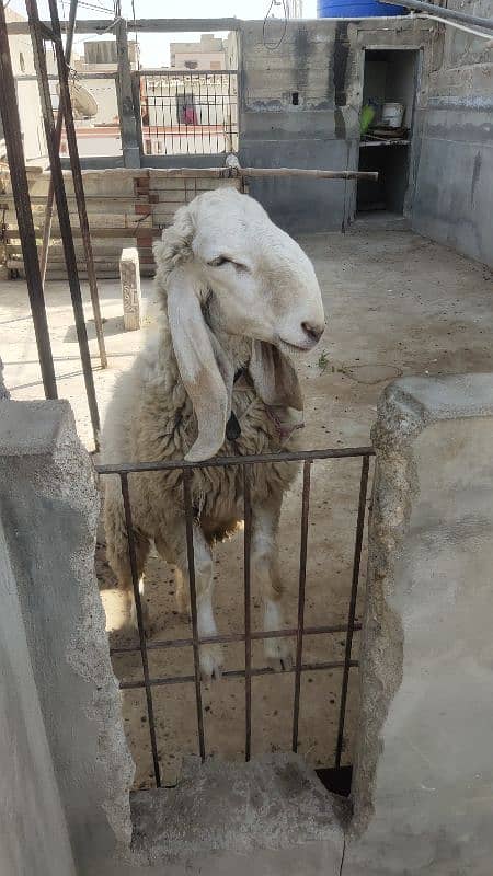 Cheap Sasta Prince Sheep Available RIGHT NOW! 3