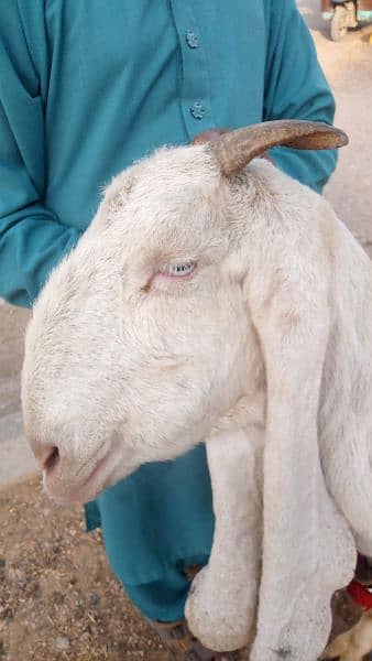 Goat /Gulabi Bakri for sale/ Healthy and Active 0