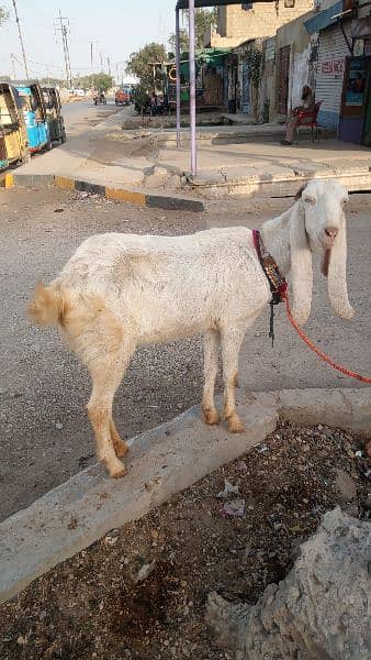 Goat /Gulabi Bakri for sale/ Healthy and Active 1