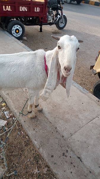 Goat /Gulabi Bakri for sale/ Healthy and Active 2