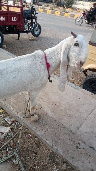 Goat /Gulabi Bakri for sale/ Healthy and Active 3