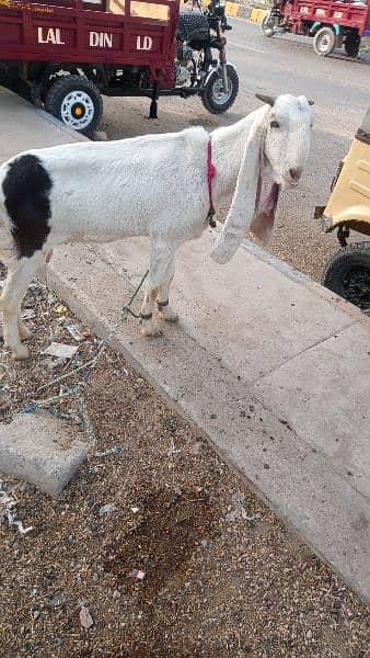 Goat /Gulabi Bakri for sale/ Healthy and Active 4