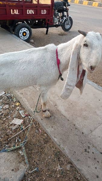 Goat /Gulabi Bakri for sale/ Healthy and Active 5