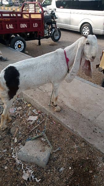 Goat /Gulabi Bakri for sale/ Healthy and Active 6