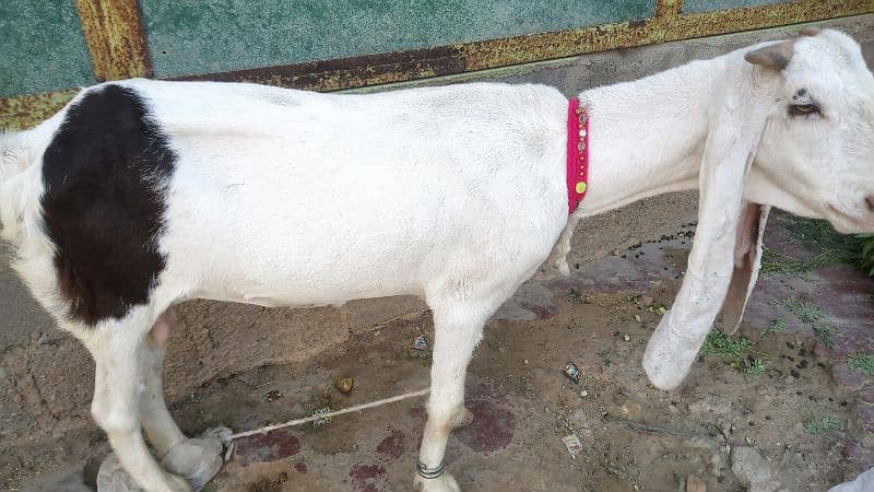 Goat /Gulabi Bakri for sale/ Healthy and Active 7