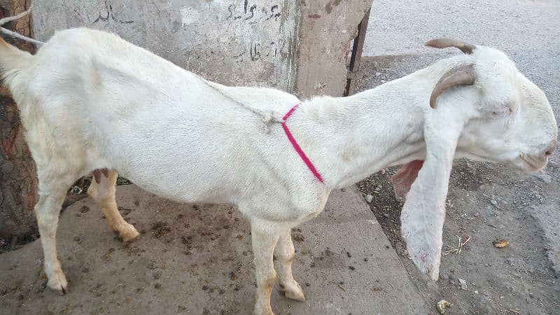 Goat /Gulabi Bakri for sale/ Healthy and Active 8