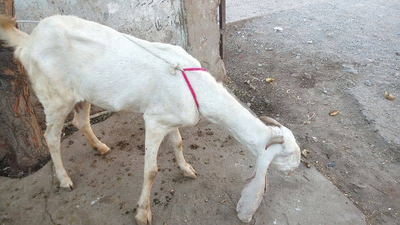 Goat /Gulabi Bakri for sale/ Healthy and Active 9