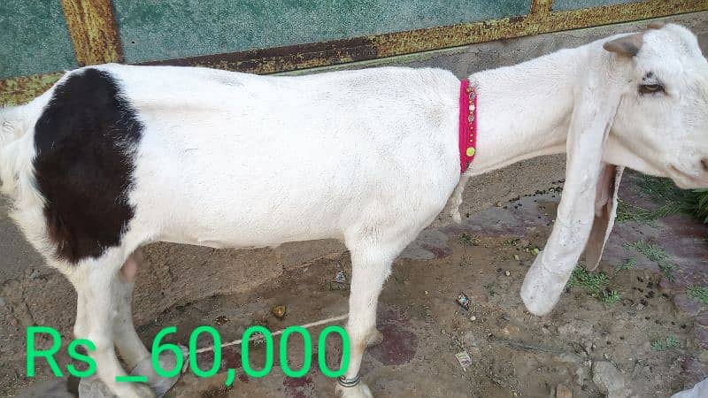 Goat /Gulabi Bakri for sale/ Healthy and Active 10