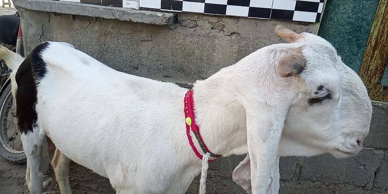 Goat /Gulabi Bakri for sale/ Healthy and Active 11