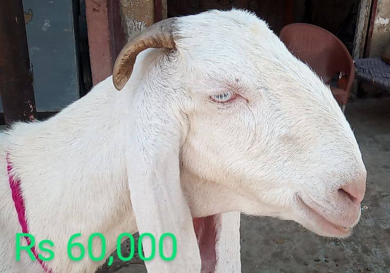 Goat /Gulabi Bakri for sale/ Healthy and Active 12