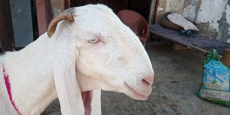 Goat /Gulabi Bakri for sale/ Healthy and Active 13