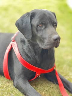 American Labrador pedigree