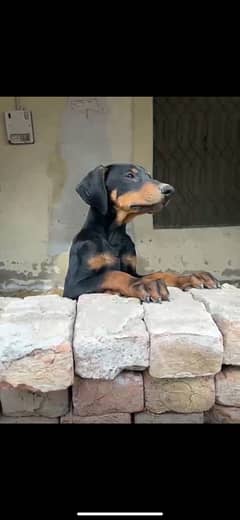 Doberman Pinscher pure