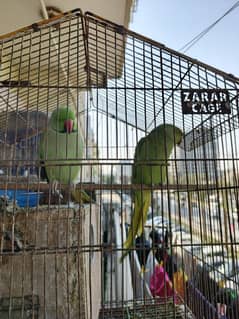 3 green parrot breeding pair